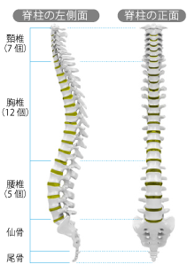 脊椎疾患 大阪市西区新町のふじわら整形外科 阿波座 西大橋 西長堀